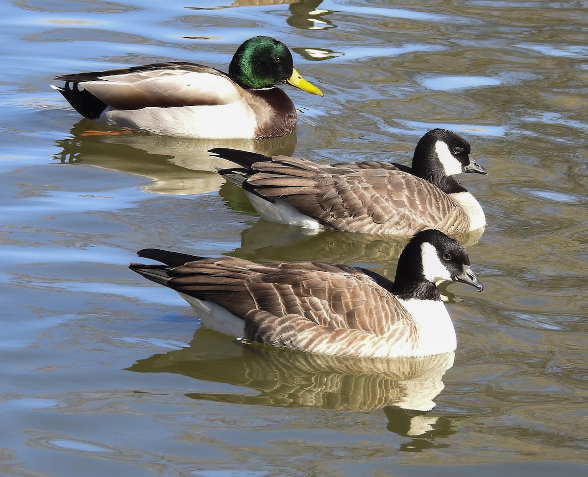 Cackling Goose - ML614061113