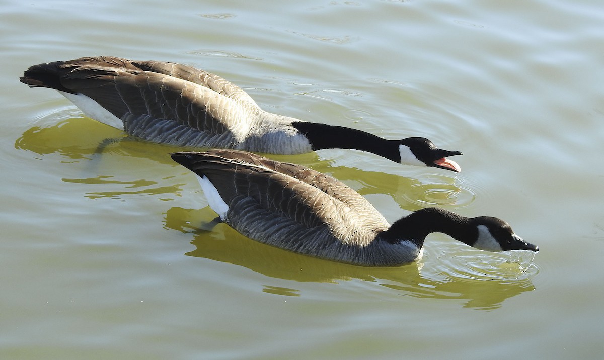 Canada Goose - ML614061120