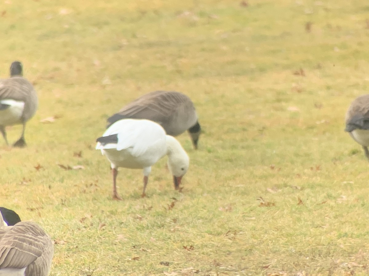 Snow Goose - ML614061152