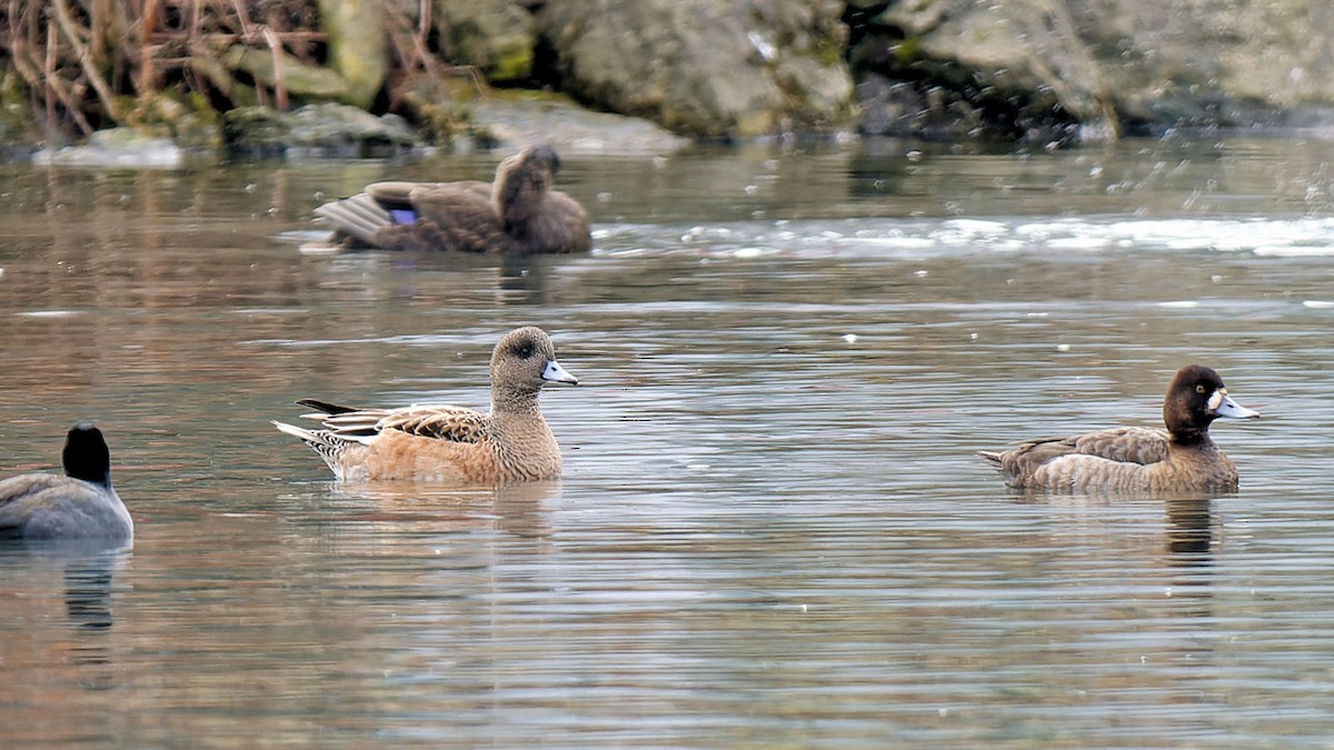 American Wigeon - Craig Becker