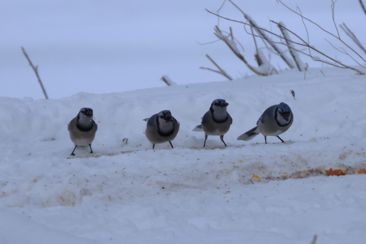 Blue Jay - ML614061218