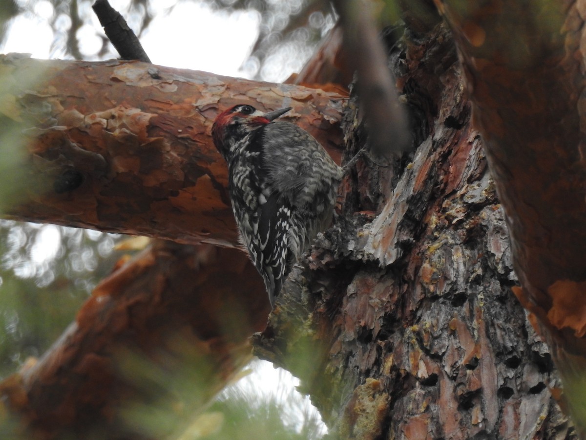 Red-naped Sapsucker - ML614061236