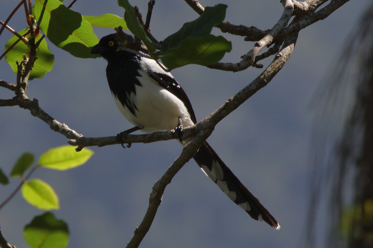 Magpie Tanager - Fabio Olmos