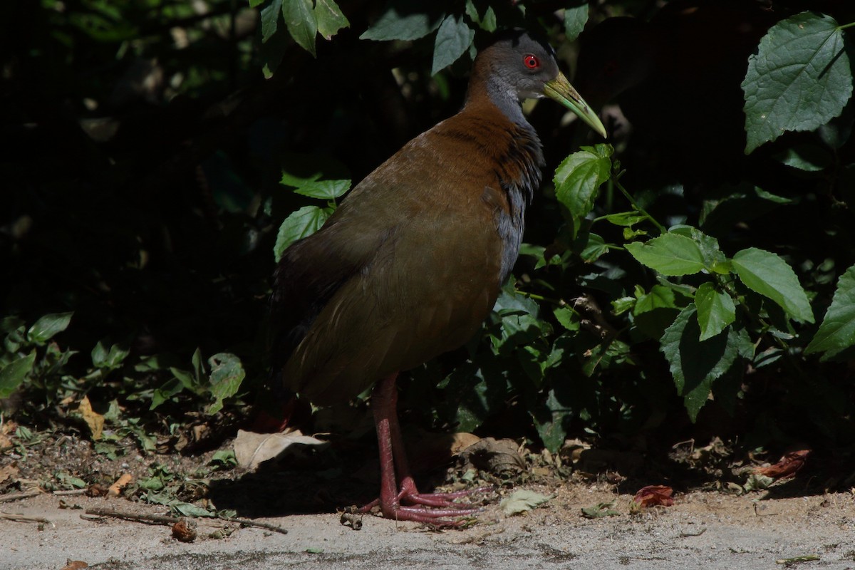 Slaty-breasted Wood-Rail - ML614061336