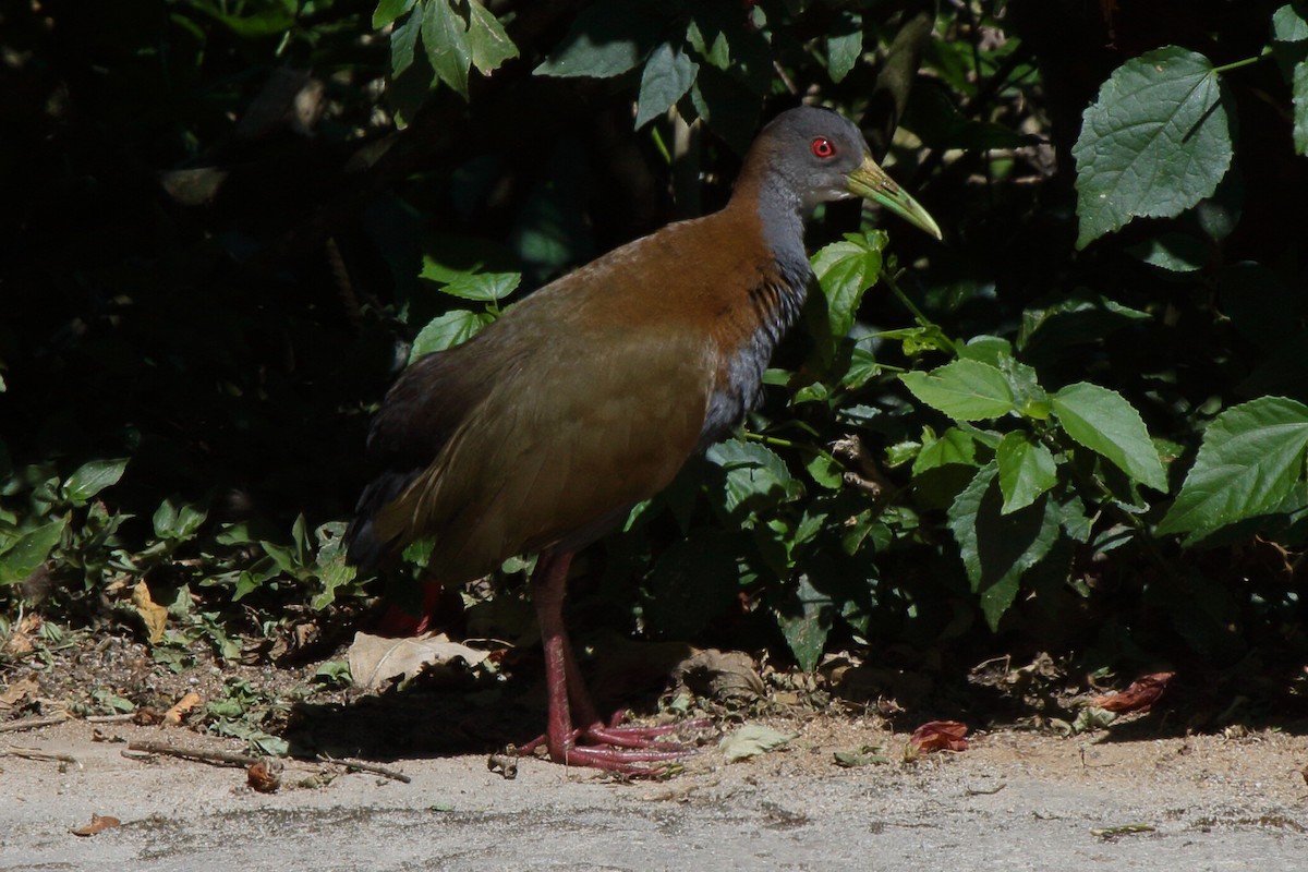 Slaty-breasted Wood-Rail - ML614061339