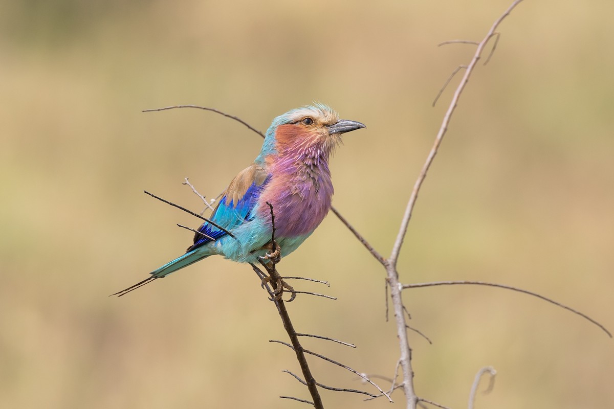 Lilac-breasted Roller - ML614061361