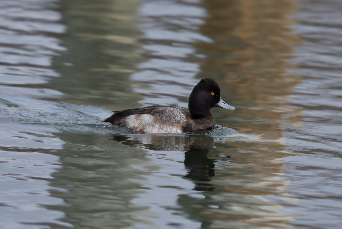 Lesser Scaup - ML614061389