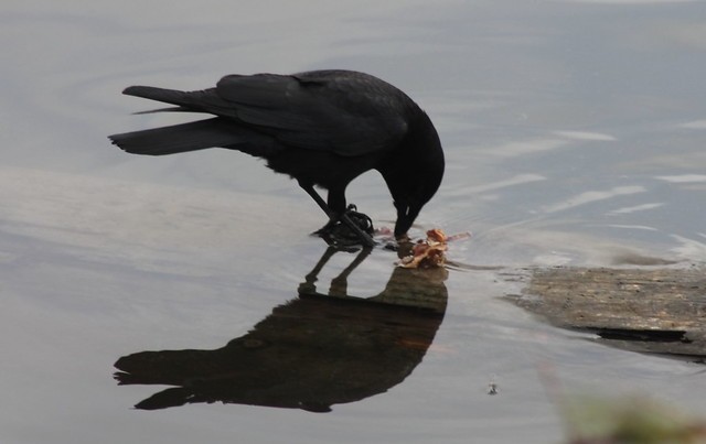 American Crow - Jon. Anderson