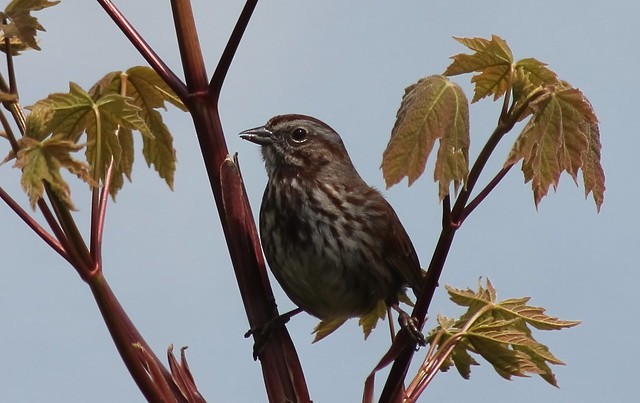 Song Sparrow - ML614061488