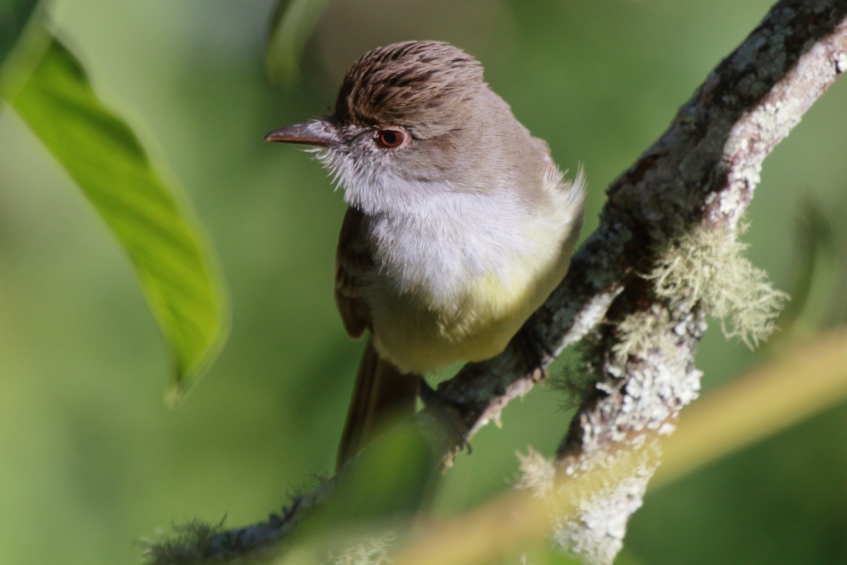 Short-crested Flycatcher - ML614061494