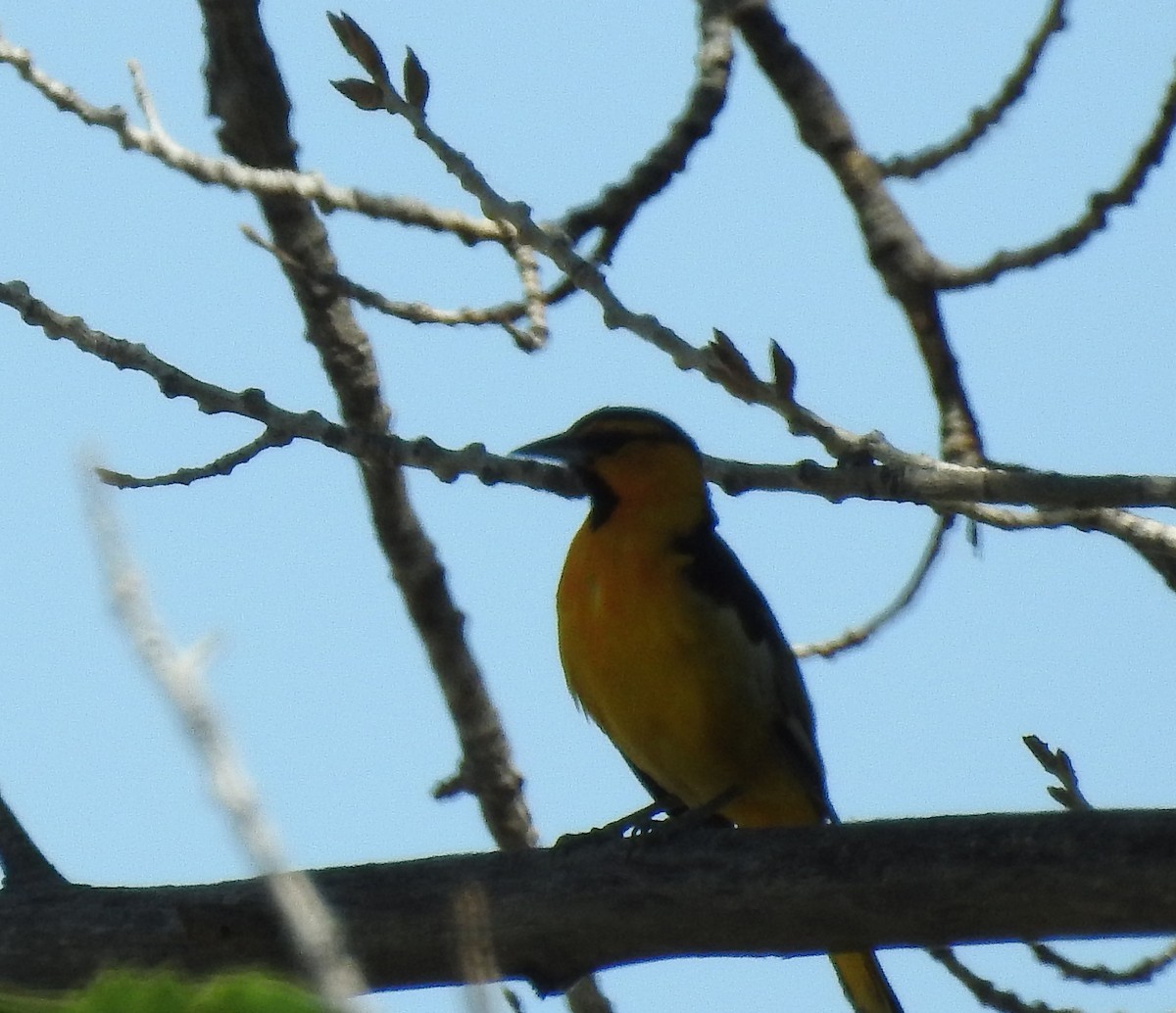 Bullock's Oriole - ML61406151