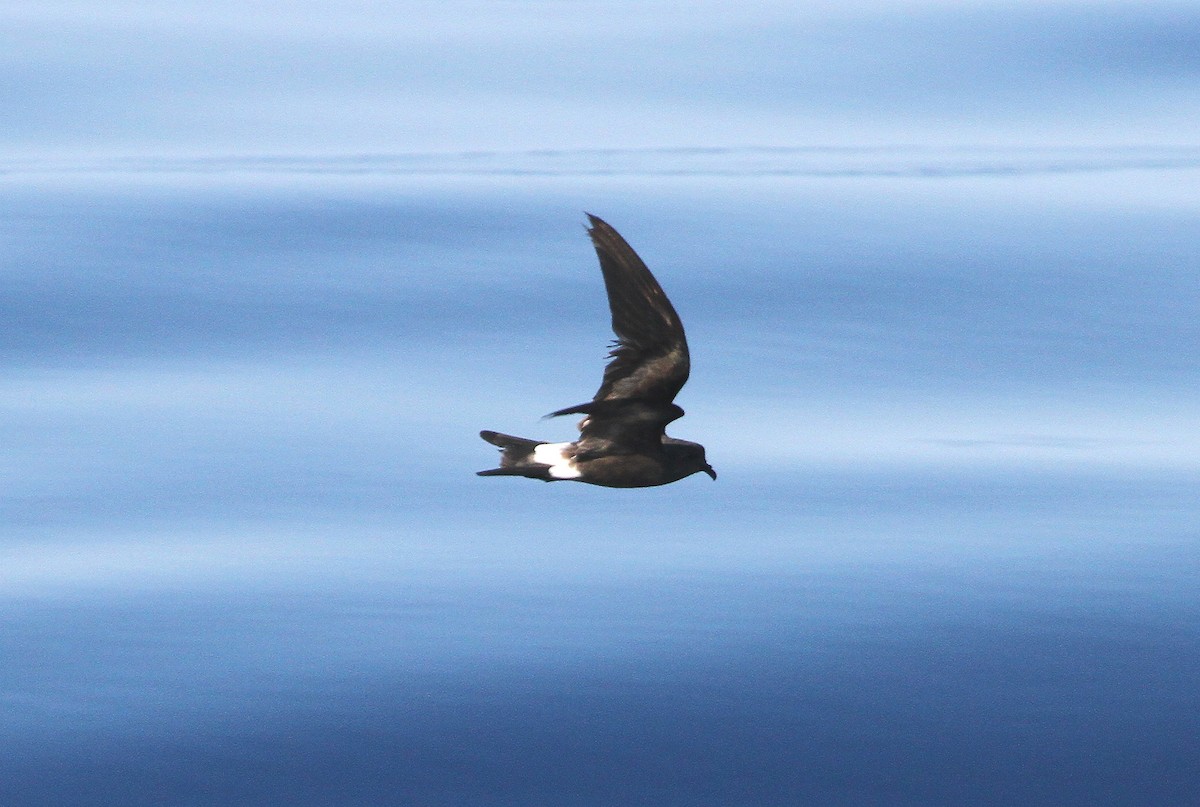 Leach's Storm-Petrel - William McKinney