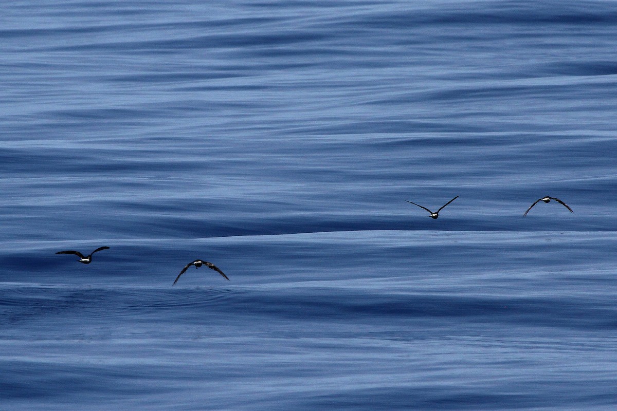 Leach's Storm-Petrel - ML614061516