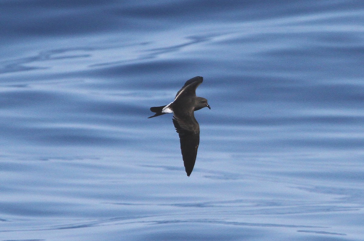 Leach's Storm-Petrel - ML614061517