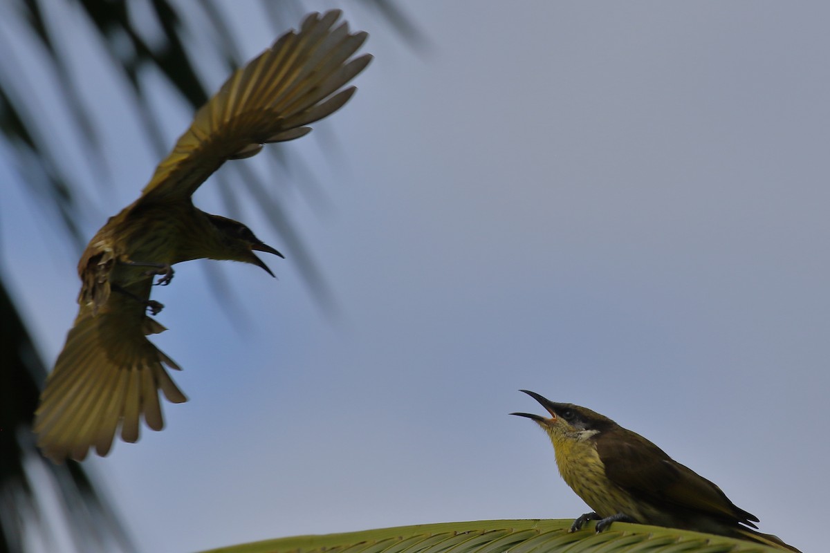 Varied Honeyeater - ML614061532