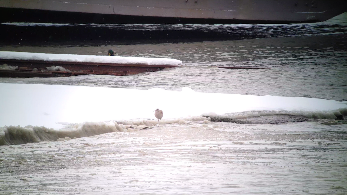 Eurasian Whimbrel - ML614061549