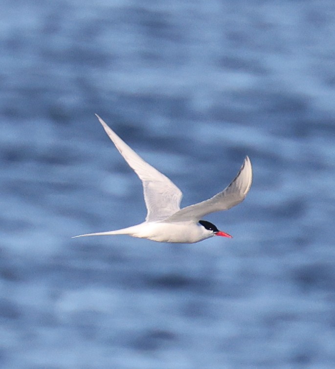 South American Tern - Jordan Roderick