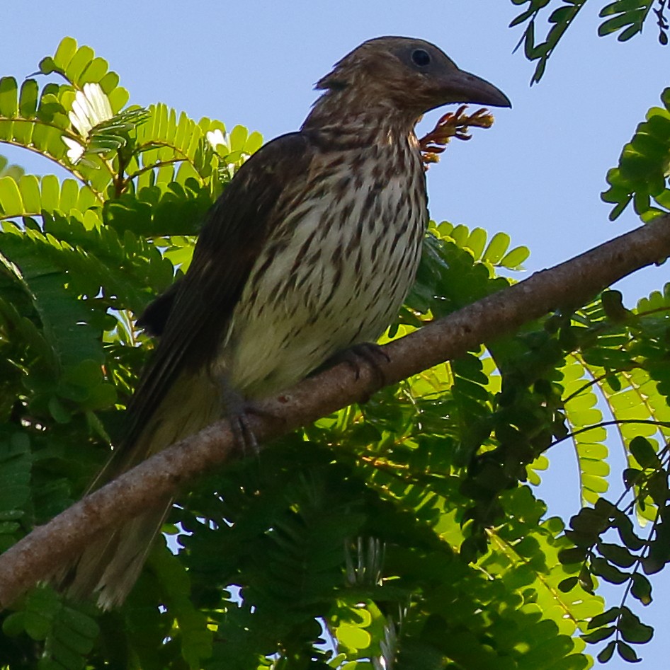 Australasian Figbird - ML614061590