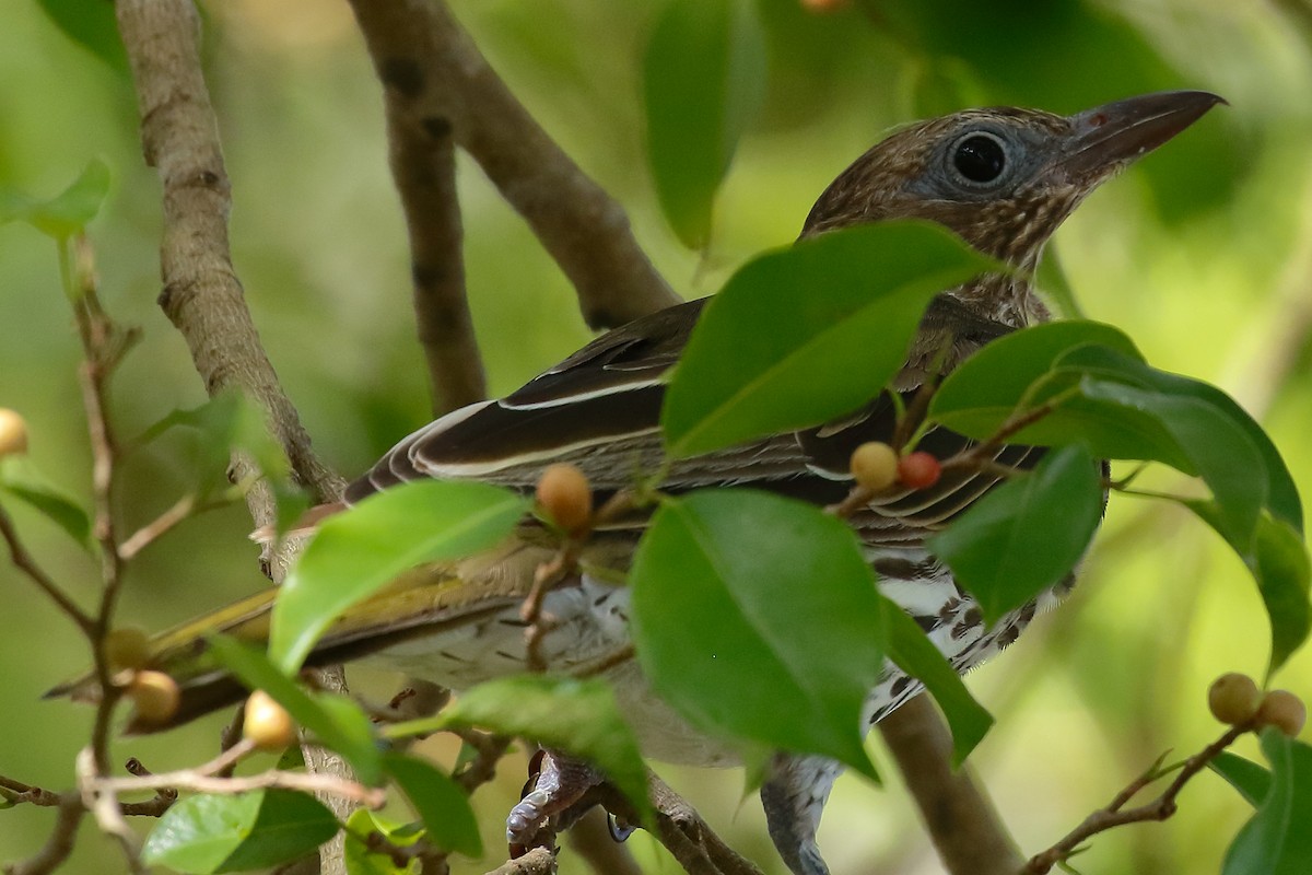 Australasian Figbird - ML614061592