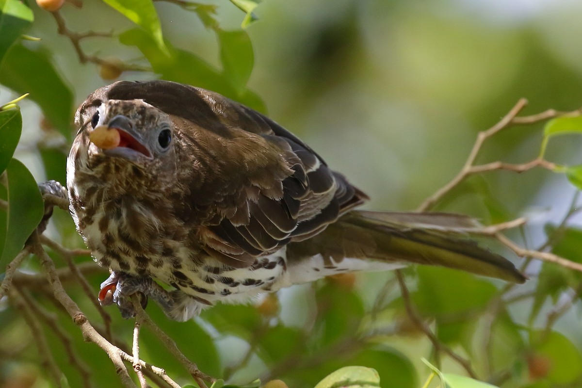 Australasian Figbird - ML614061593