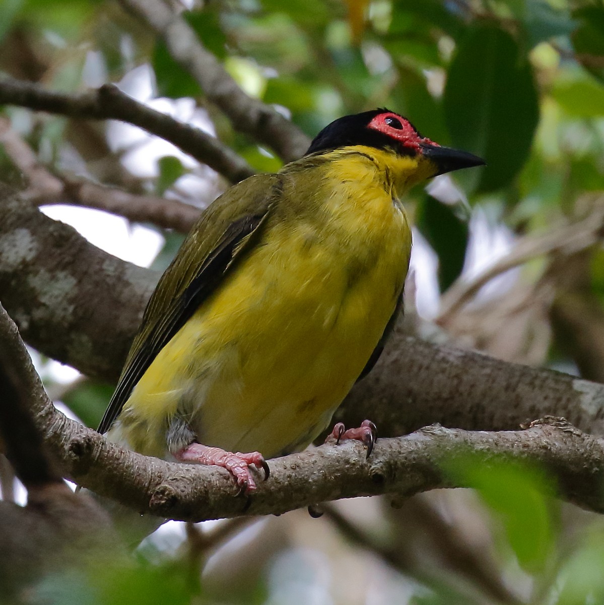 Australasian Figbird - ML614061594