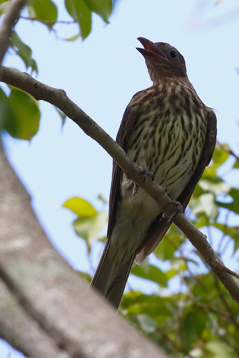 Australasian Figbird - ML614061595