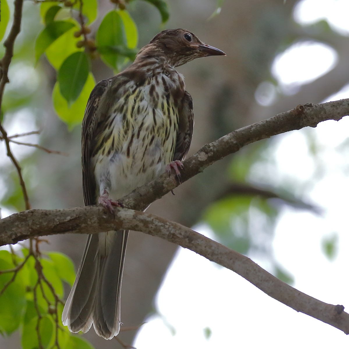 Australasian Figbird - ML614061596