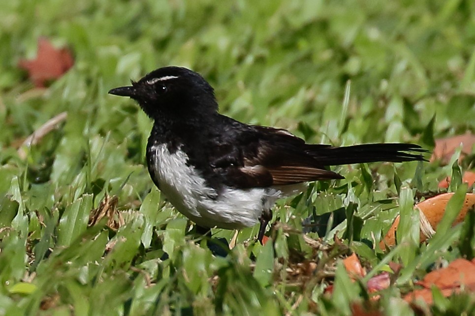 Willie-wagtail - ML614061613