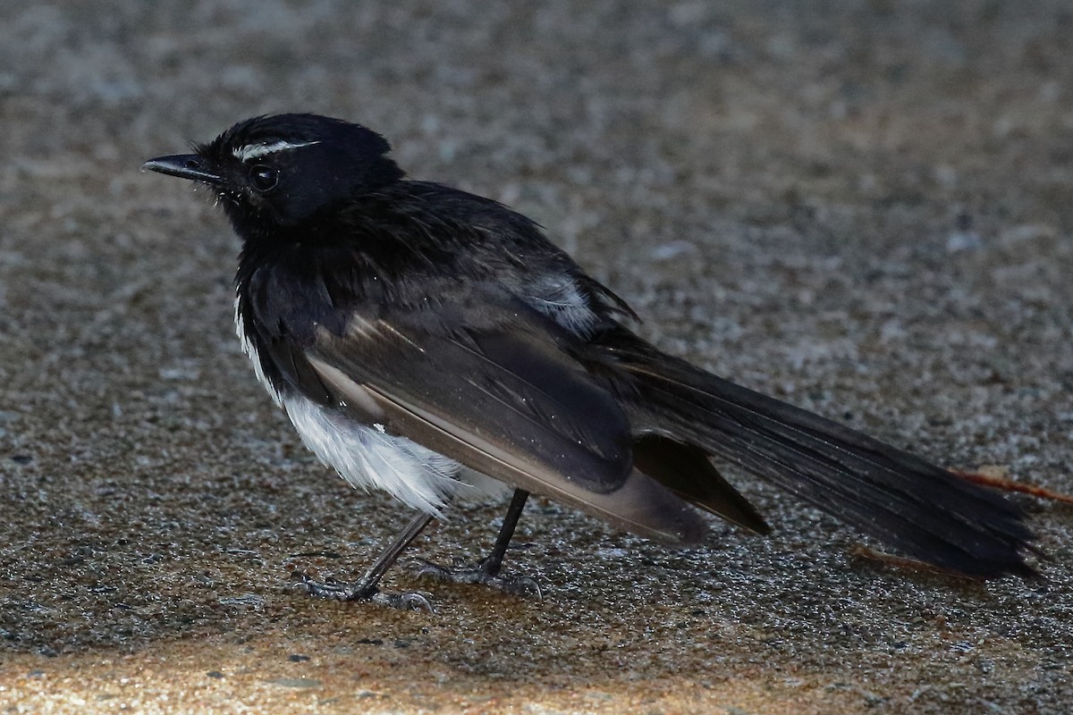 Willie-wagtail - ML614061614