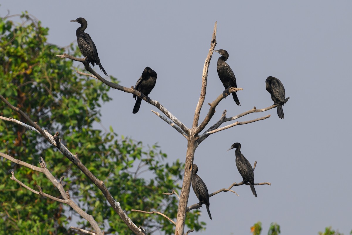 Little Black Cormorant - ML614061618