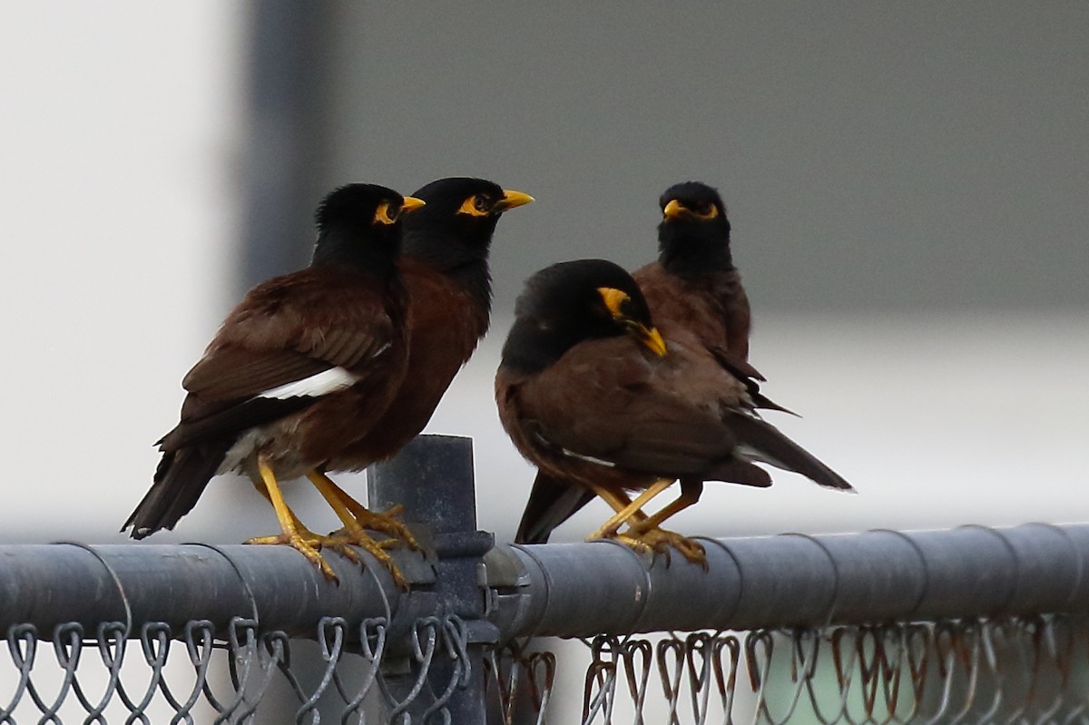 Common Myna - ML614061634