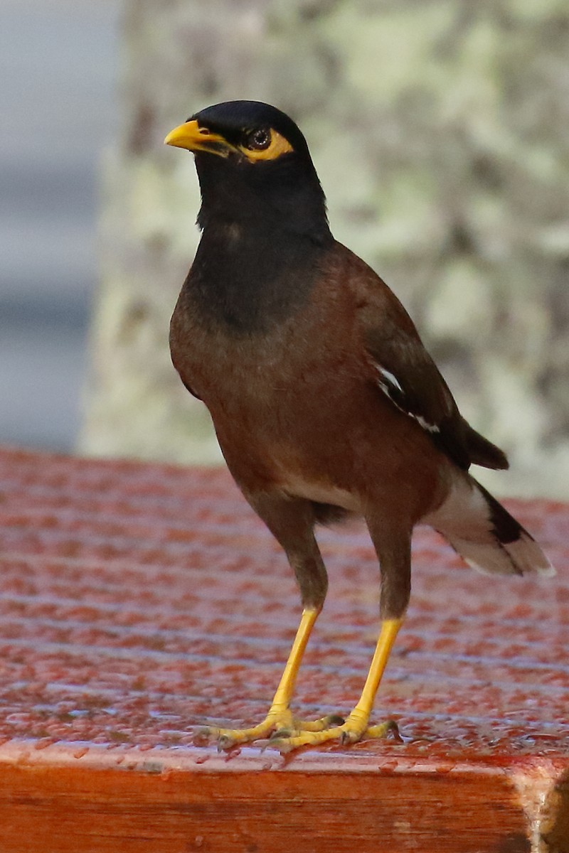 Common Myna - ML614061635