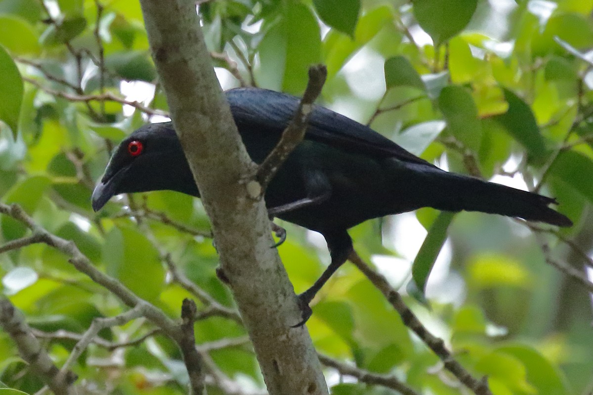 Metallic Starling - Douglas Faulder