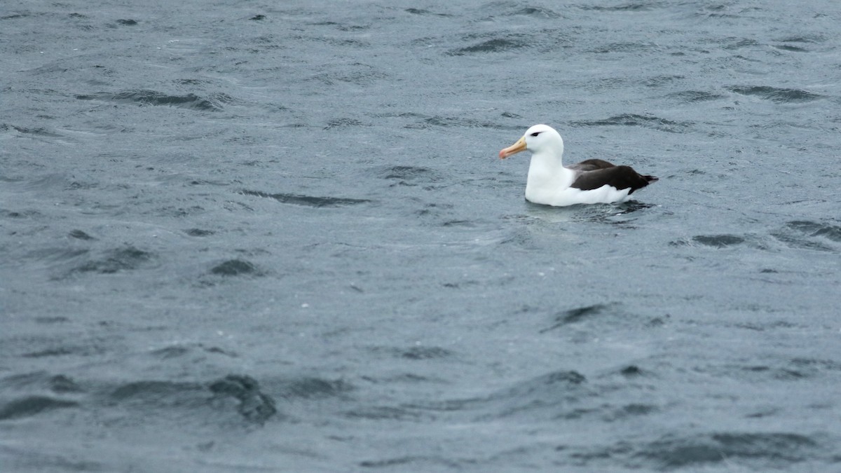 albatros černobrvý - ML614061705