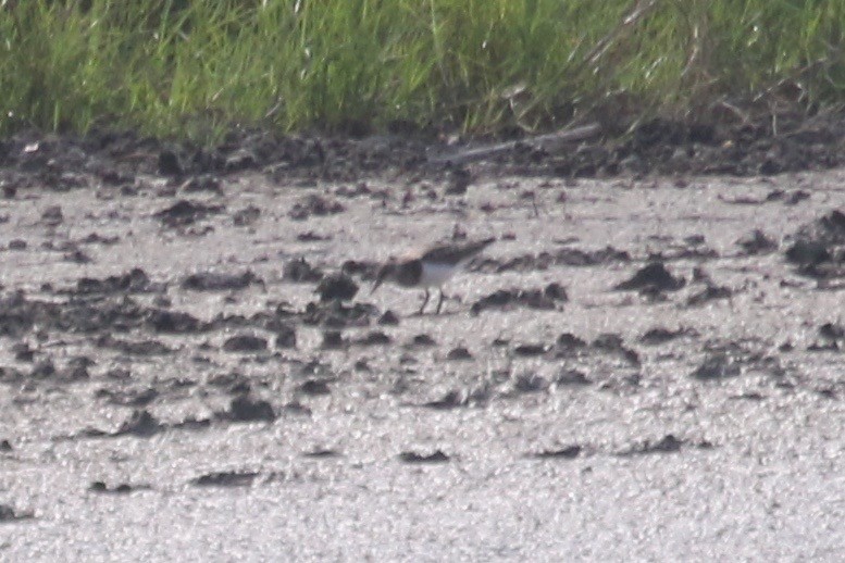 Ruddy Turnstone - ML61406171