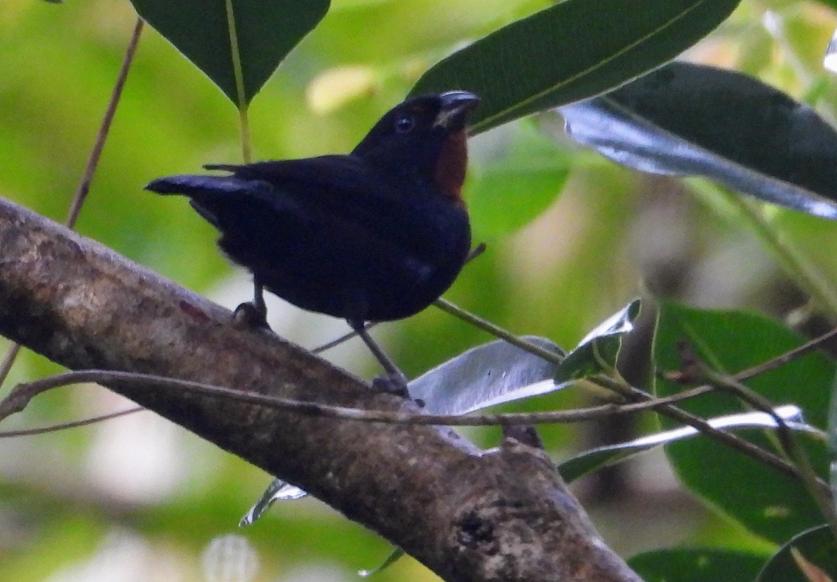 Lesser Antillean Bullfinch - ML614061792