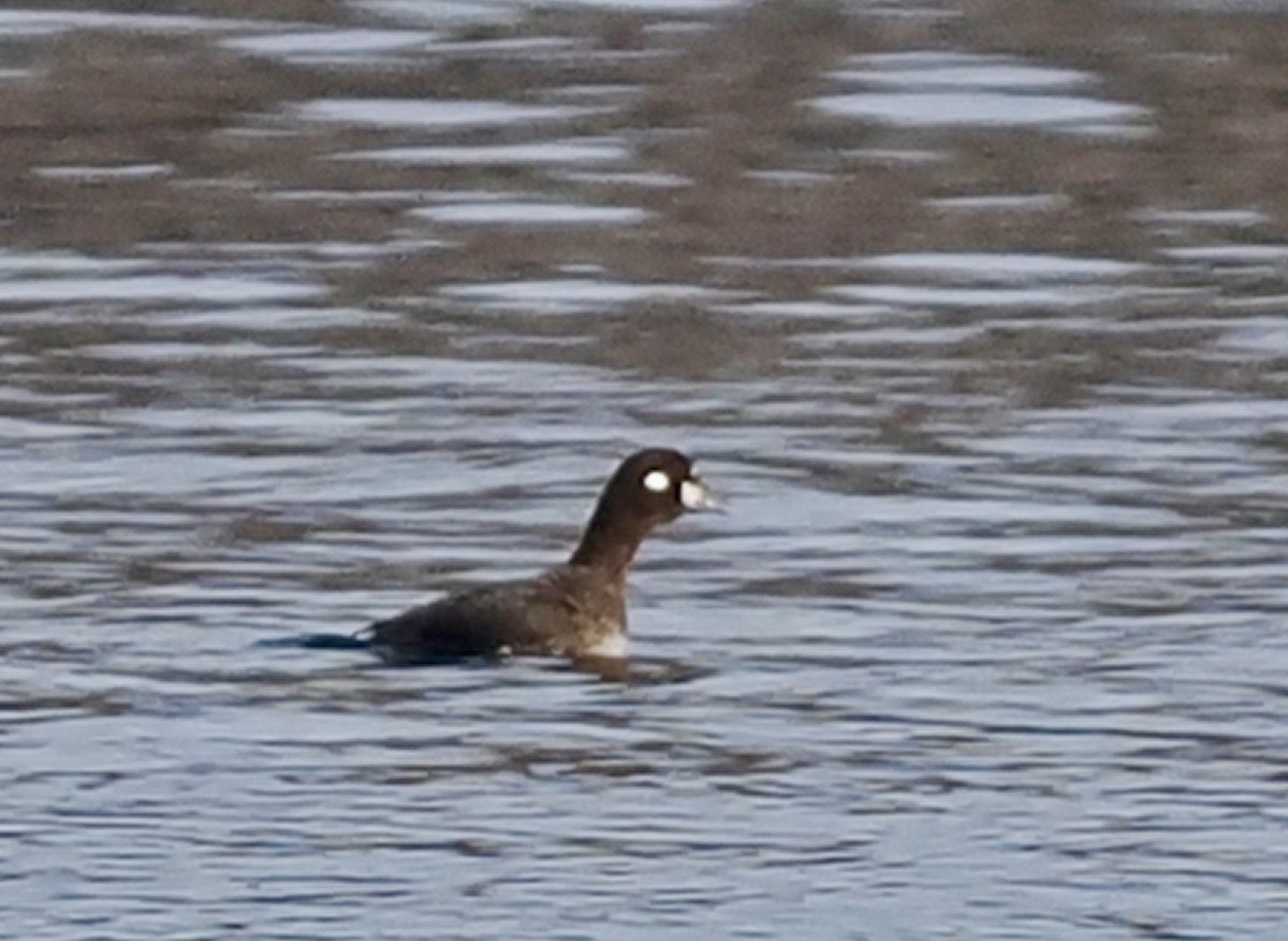 Harlequin Duck - Bob & Anne-Marie Taylor