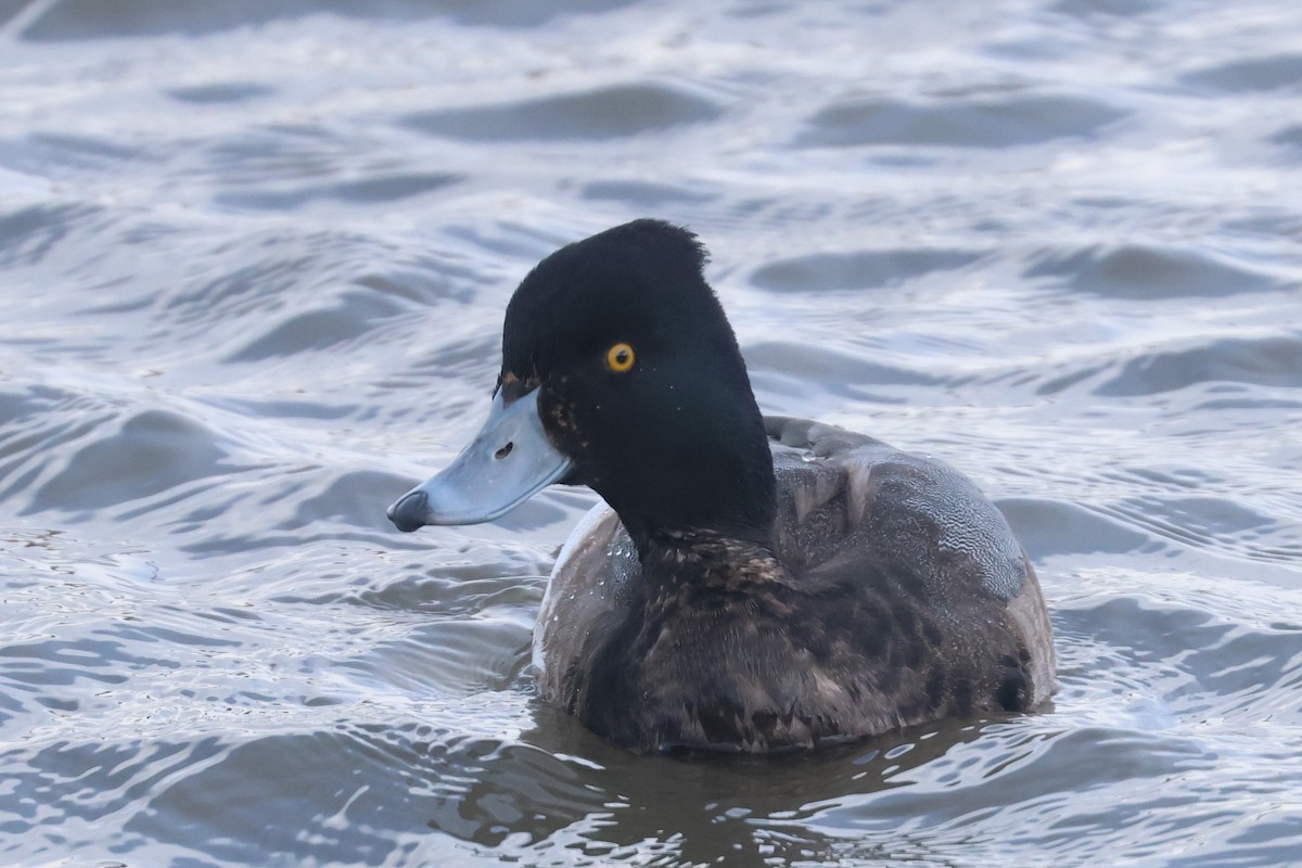 Tufted Duck x Greater Scaup (hybrid) - ML614061838