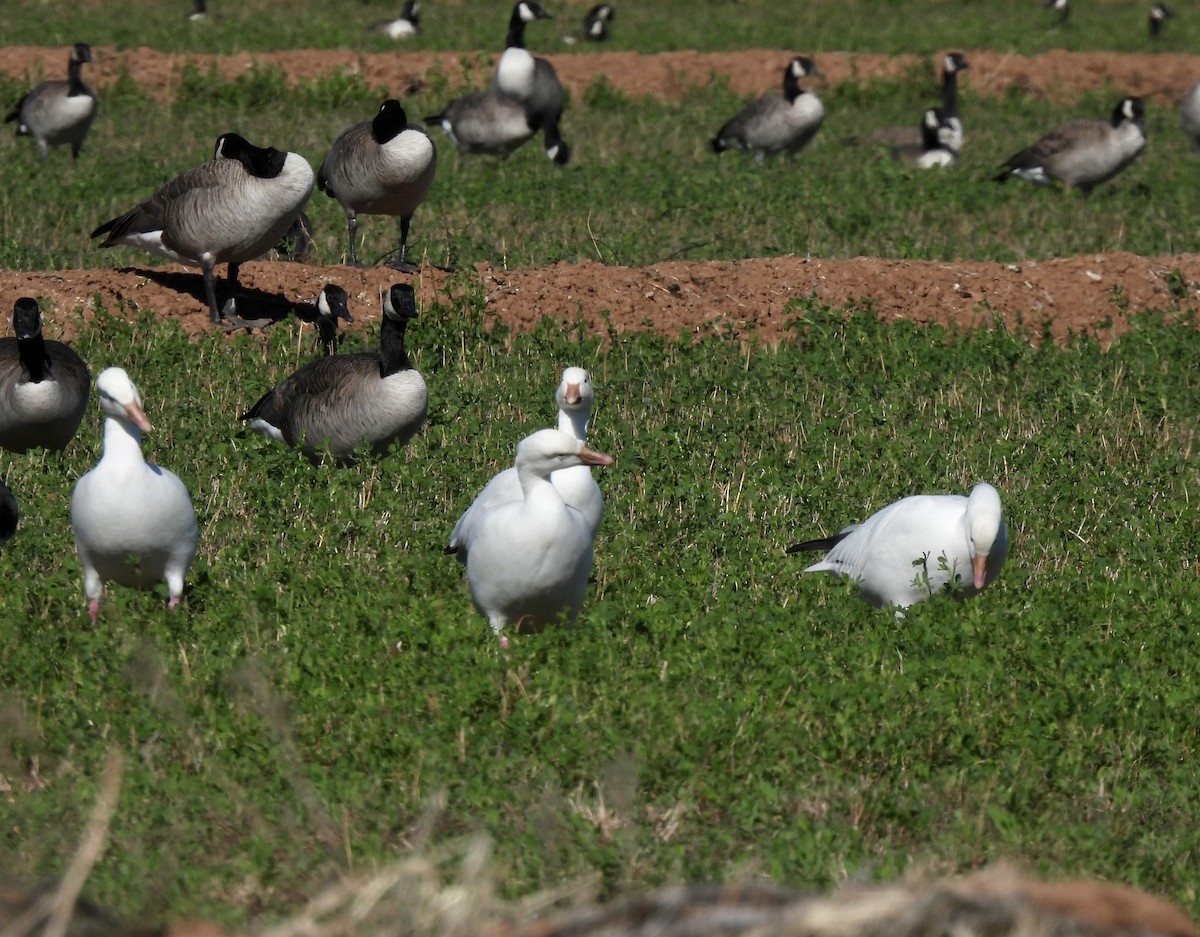 Snow Goose - ML614061853