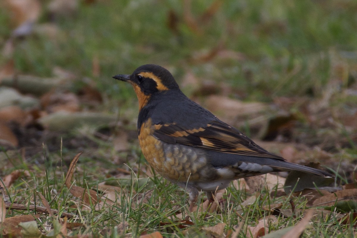 Varied Thrush - ML614061921