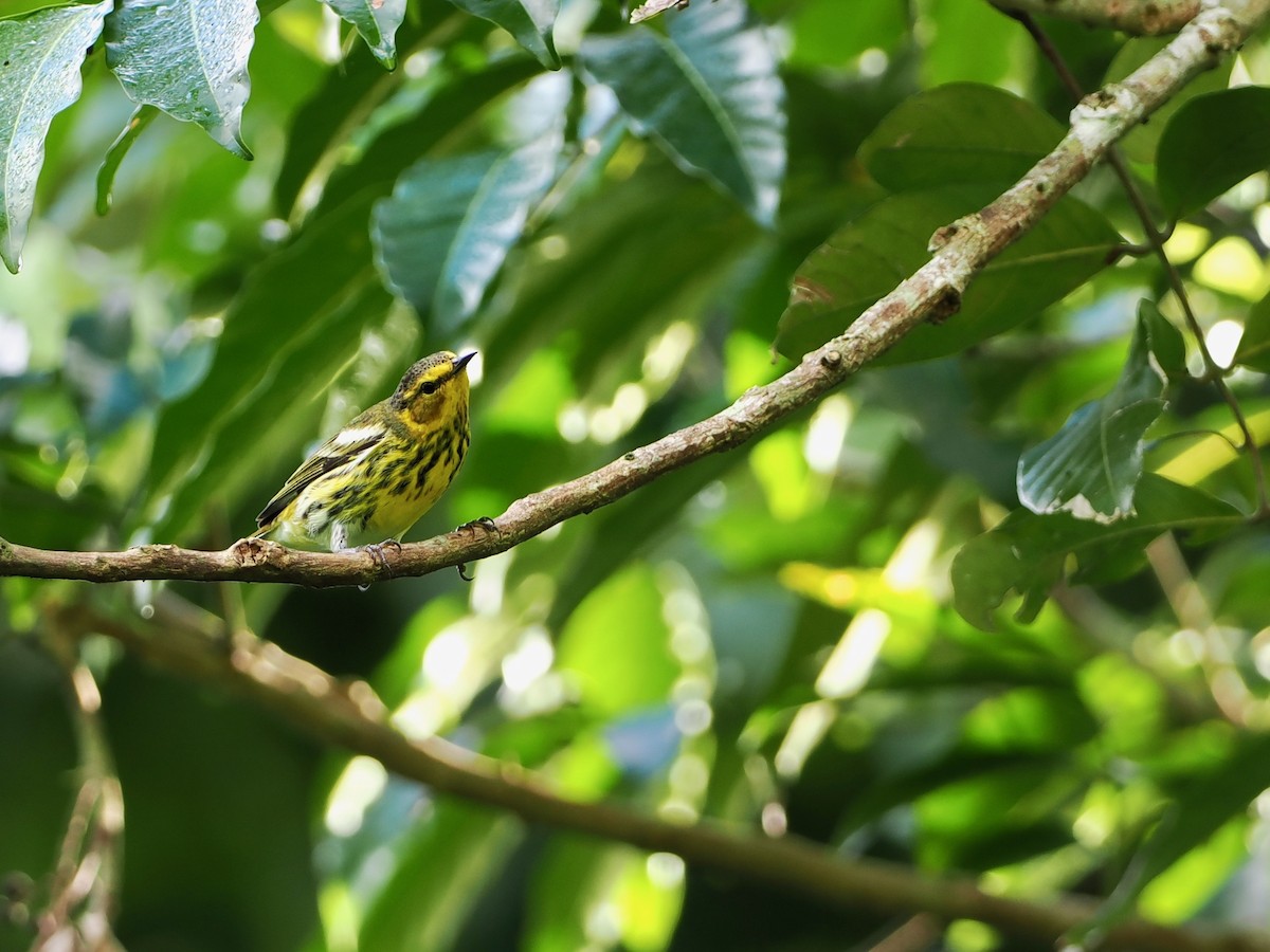 Cape May Warbler - ML614061971