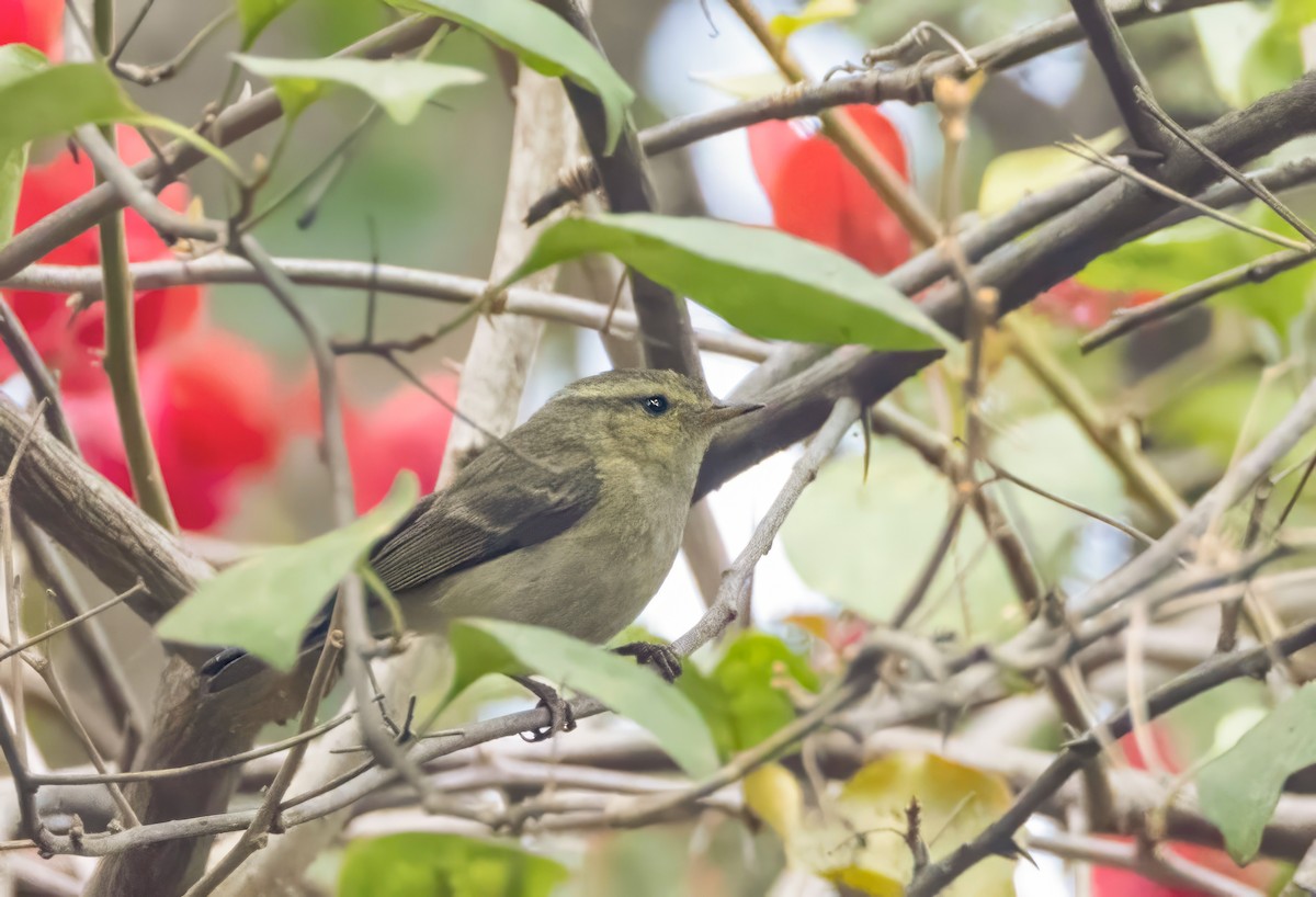 Brooks's Leaf Warbler - ML614061992