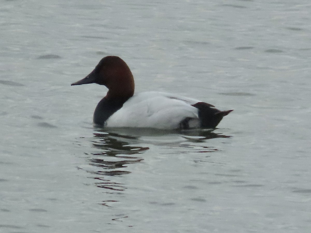 Canvasback - ML614062023