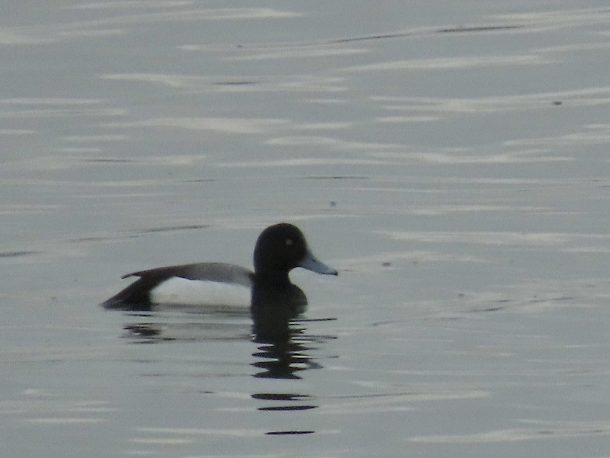 Greater Scaup - ML614062039