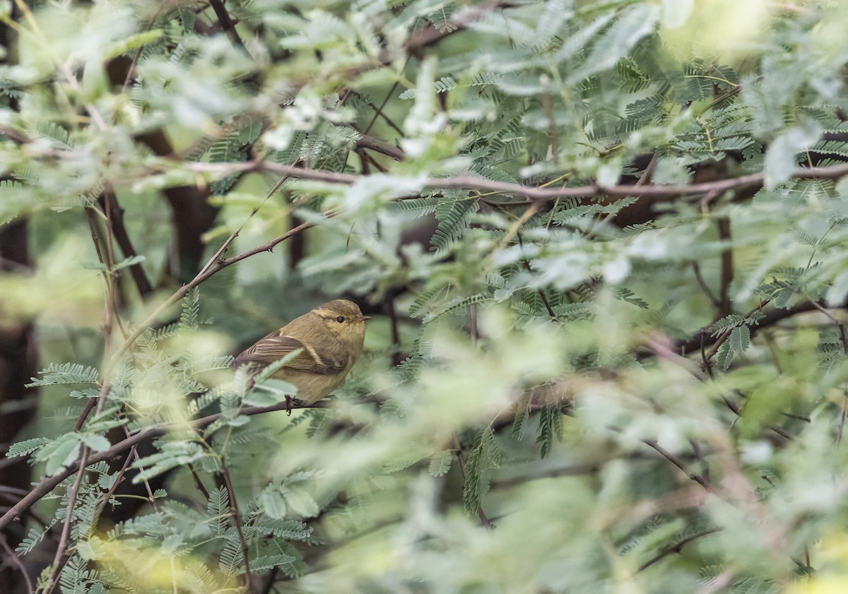 Brooks's Leaf Warbler - Andrew Spencer