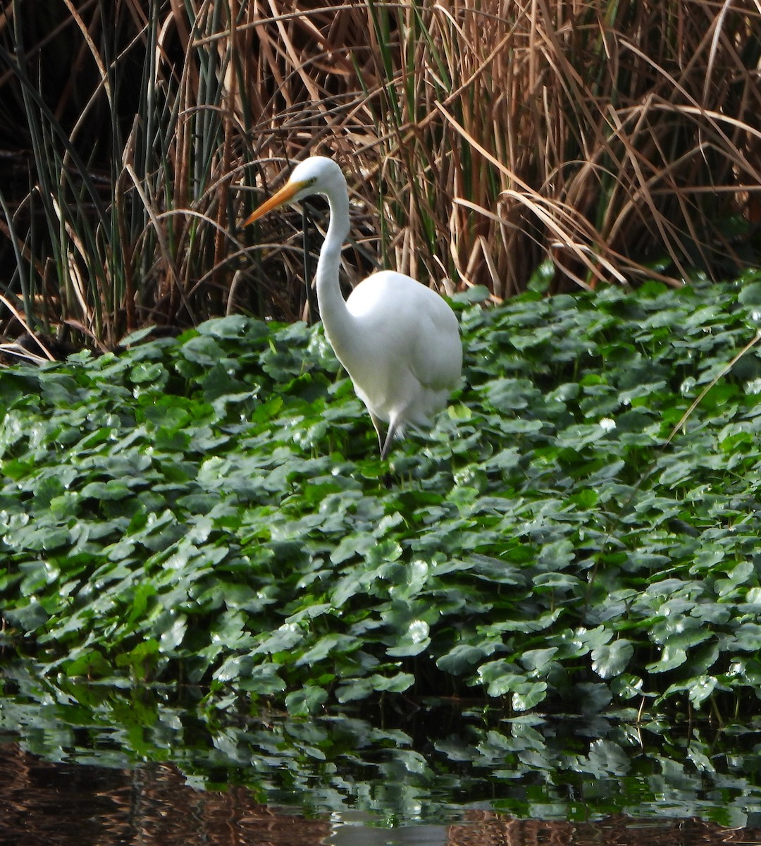 Great Egret - ML614062043