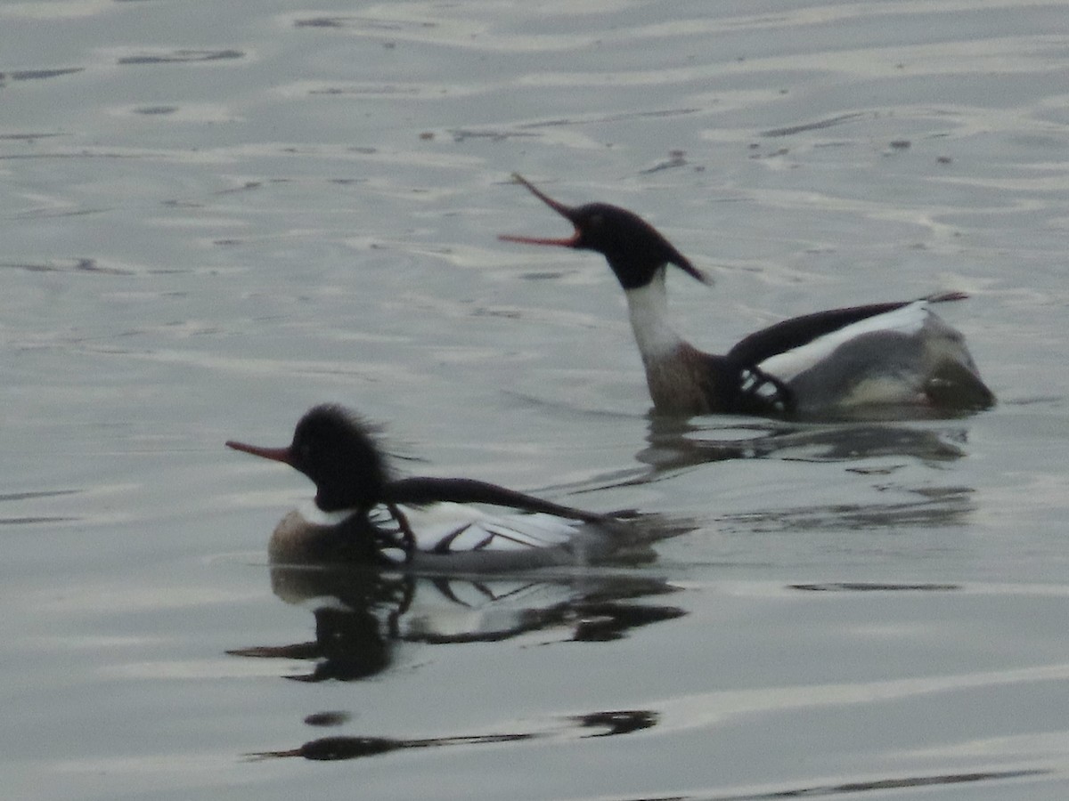 Red-breasted Merganser - ML614062053