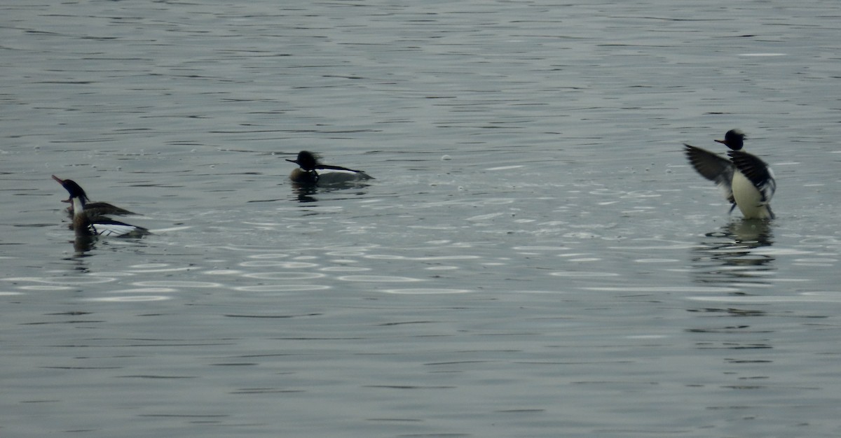 Red-breasted Merganser - ML614062054