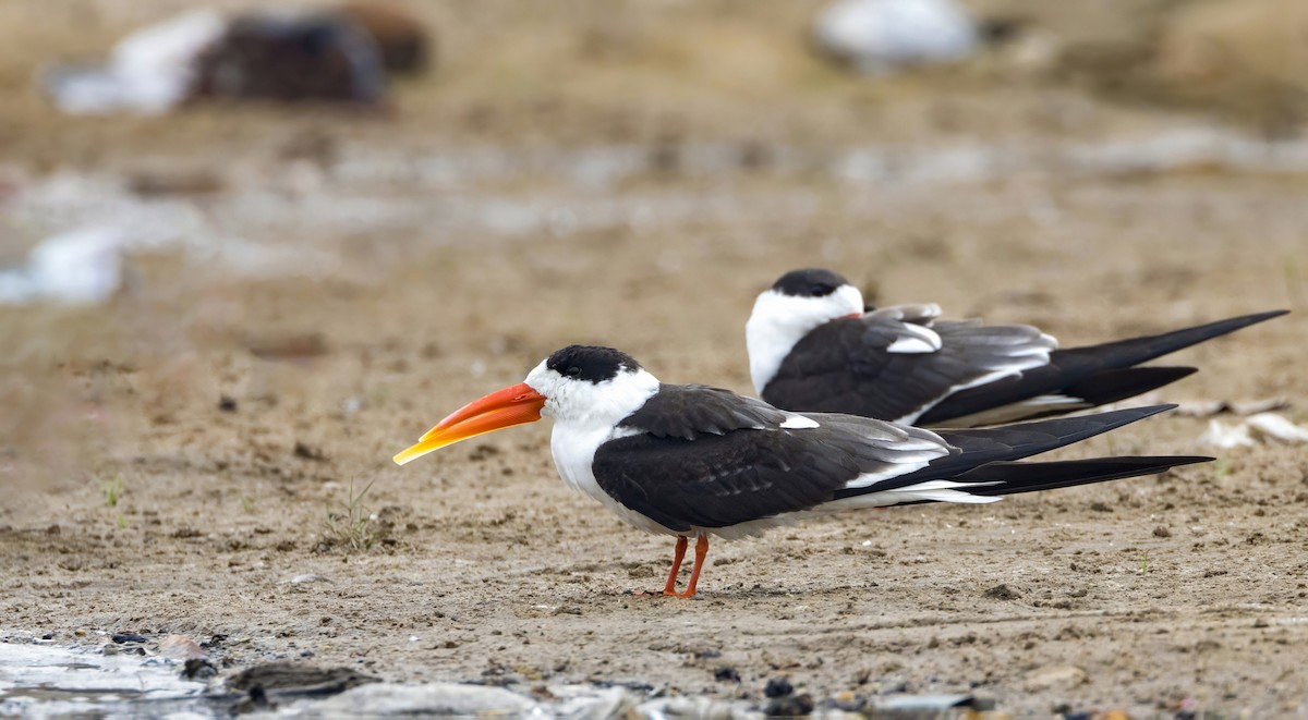 Indian Skimmer - Andrew Spencer