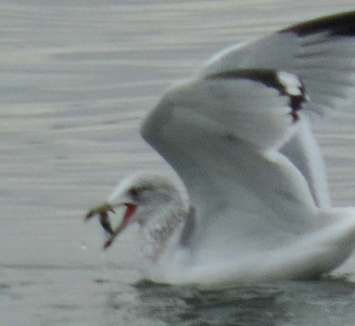 Ring-billed Gull - ML614062078